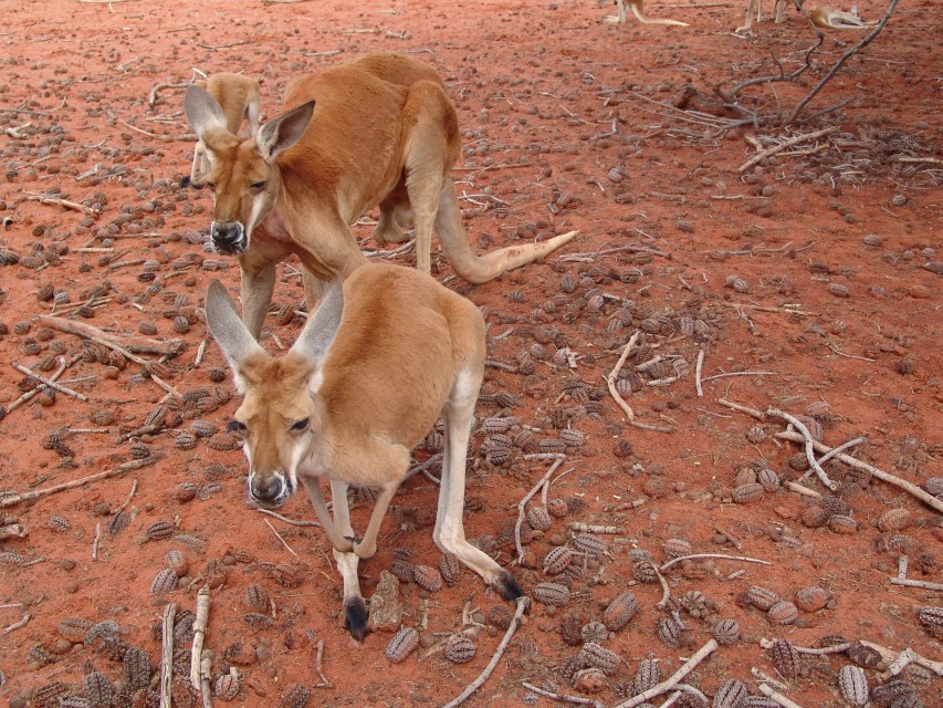 Tier, Natur und Sehenswürdigkeiten in Australien Australien Backpacker Rucksack Ratbeger