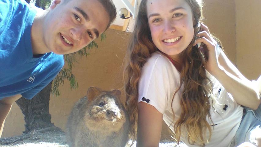 Zahmes Quokka in Australien