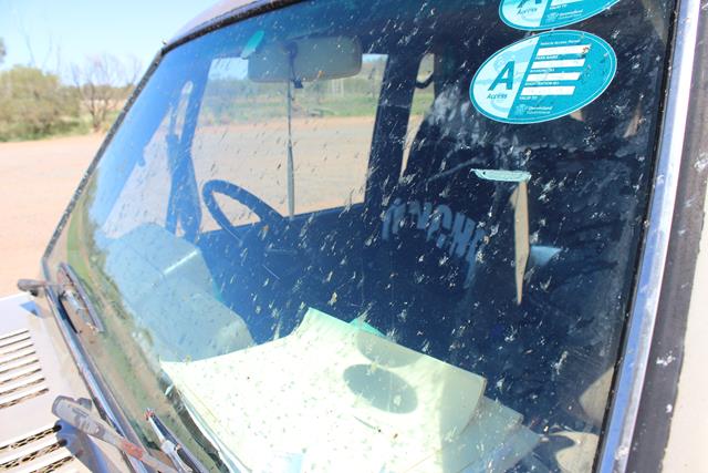 Insekten mindern Sicht auf Roadtripp